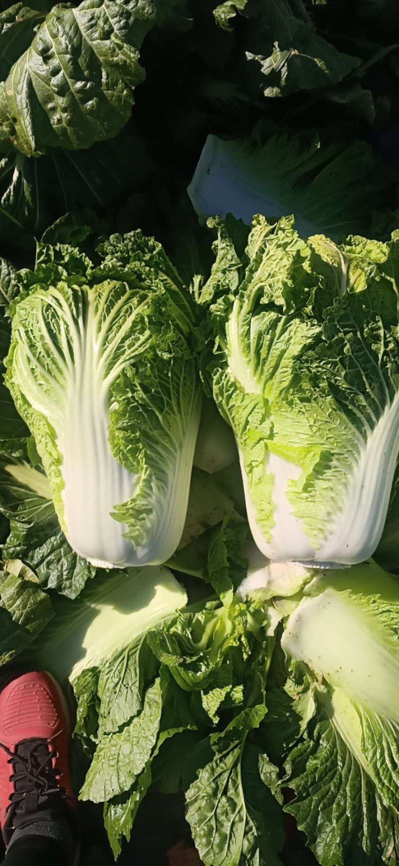 黄心白菜，六斤左右，质量没得说