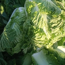 黄心白菜，六斤左右，质量没得说