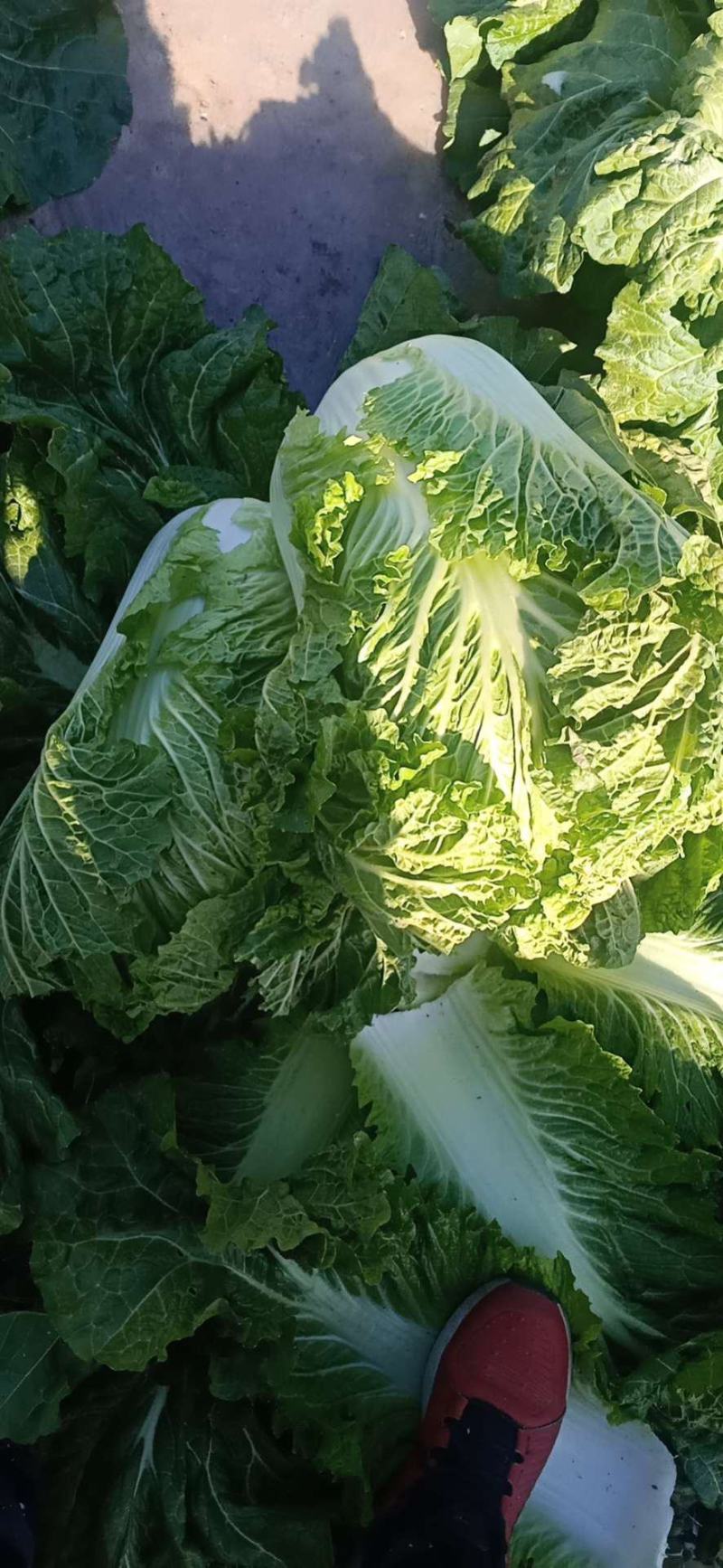 黄心白菜，六斤左右，质量没得说