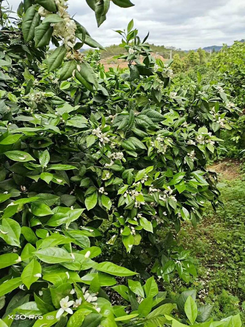 血橙接穗红心红肉脐橙枝条芽纽荷尔脐橙接穗江西赣南脐橙接穗