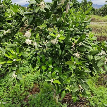 血橙接穗红心红肉脐橙枝条芽纽荷尔脐橙接穗江西赣南脐橙接穗