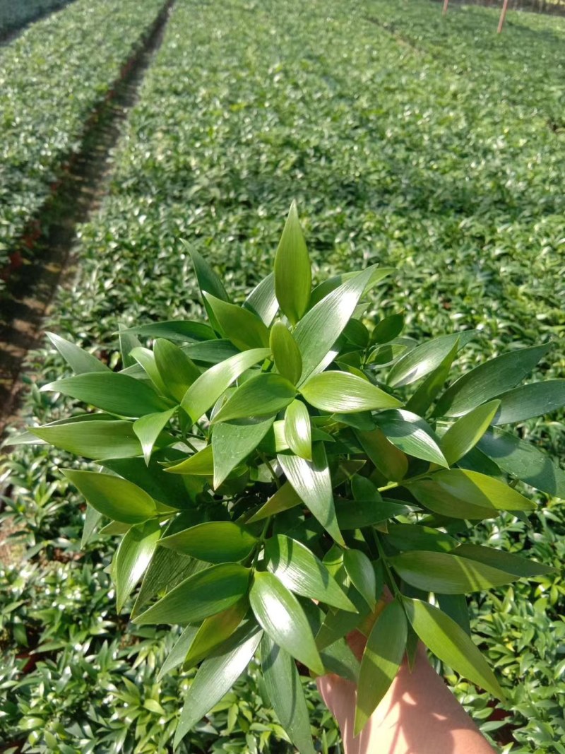 竹柏，规格齐全，高度25-30量大从优，保质保量