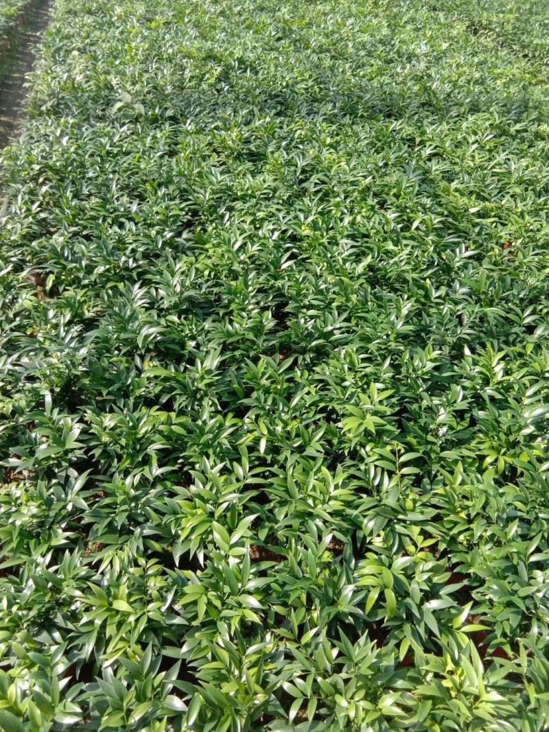 竹柏，规格齐全，高度25-30量大从优，保质保量