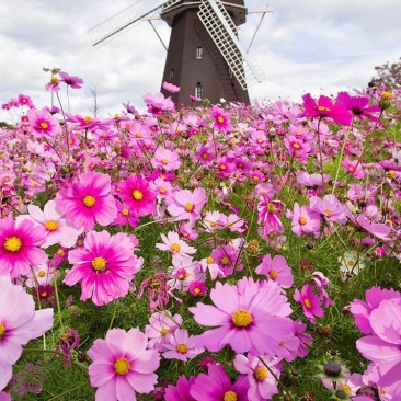 【波斯菊】波斯菊花种子四季开花易活庭院花孑