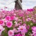 【波斯菊】波斯菊花种子四季开花易活庭院花孑