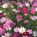 【波斯菊】波斯菊花种子四季开花易活庭院花孑