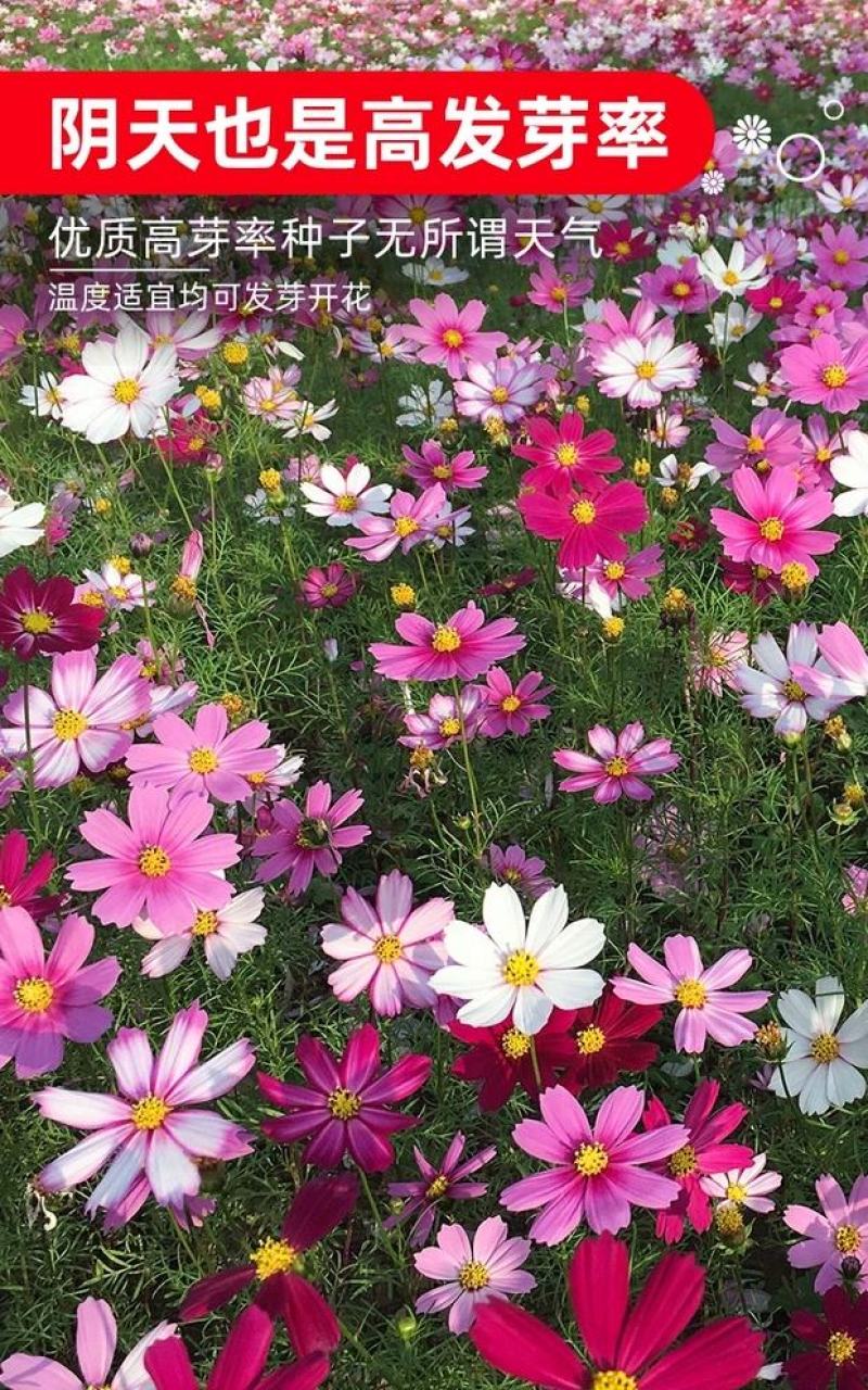 【波斯菊】波斯菊花种子四季开花易活庭院花孑