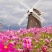 【波斯菊】波斯菊花种子四季开花易活庭院花孑