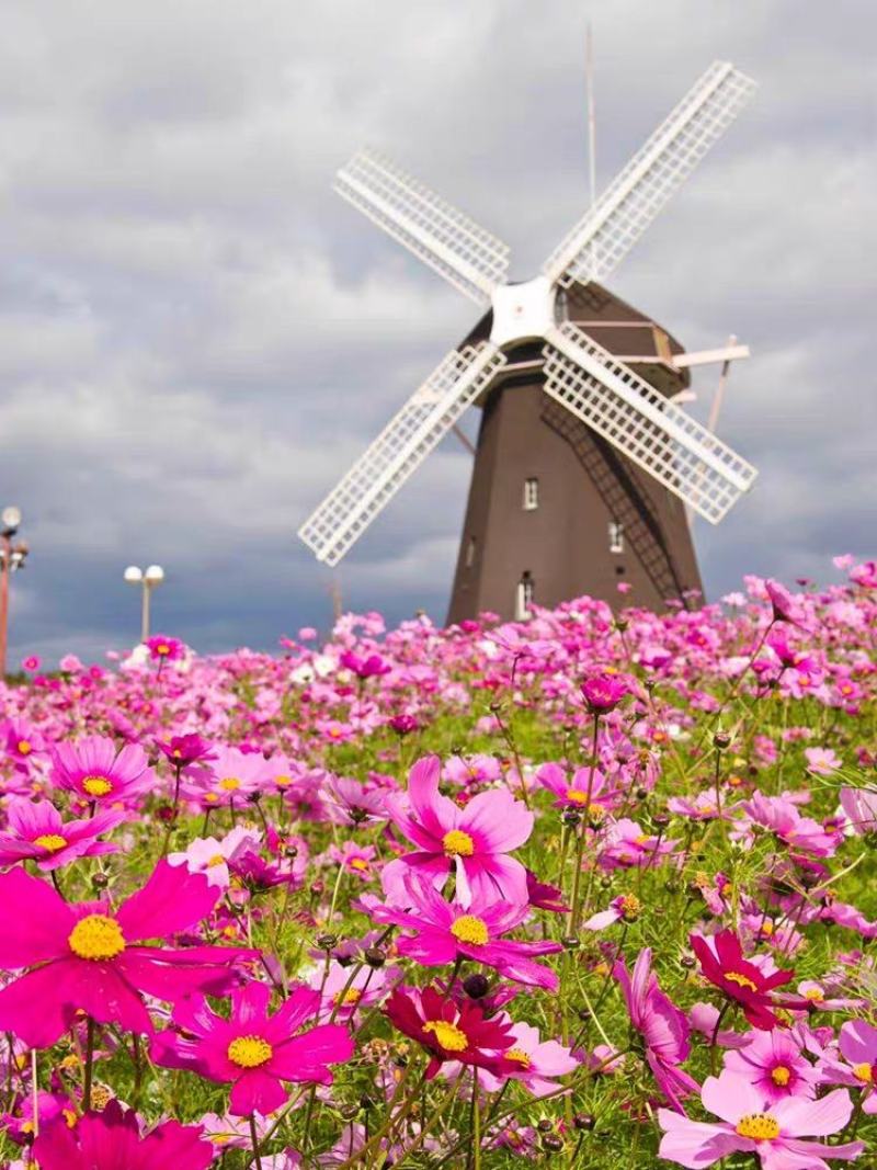 【波斯菊】波斯菊花种子四季开花易活庭院花孑