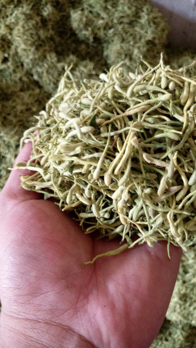 金银花苗树型金银花产量高农户自家栽培