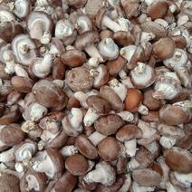 鲜香菇：深山优质无污染、味道鲜美又保健