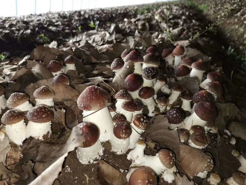 菌种大球盖菇我们专业