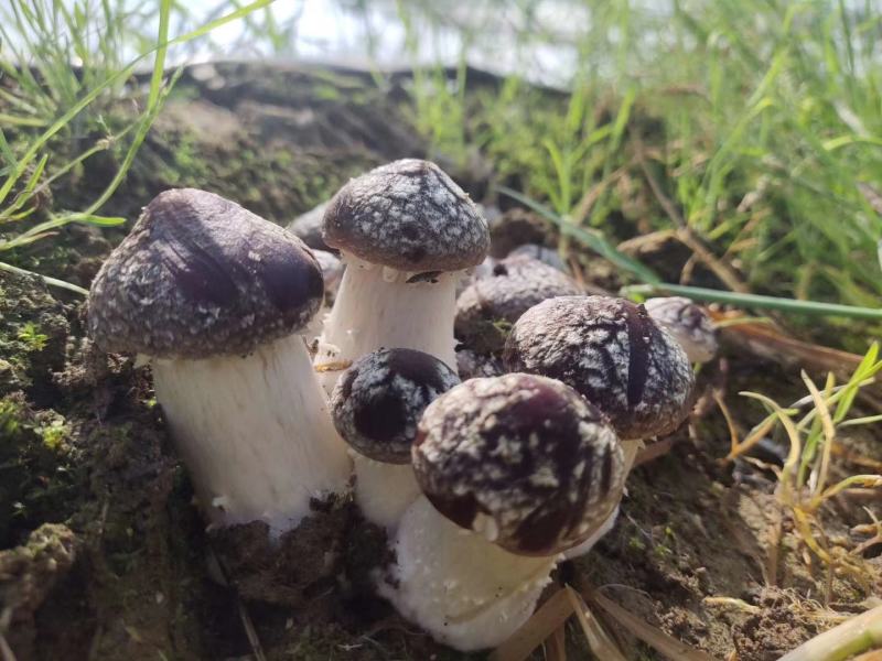菌种大球盖菇我们专业
