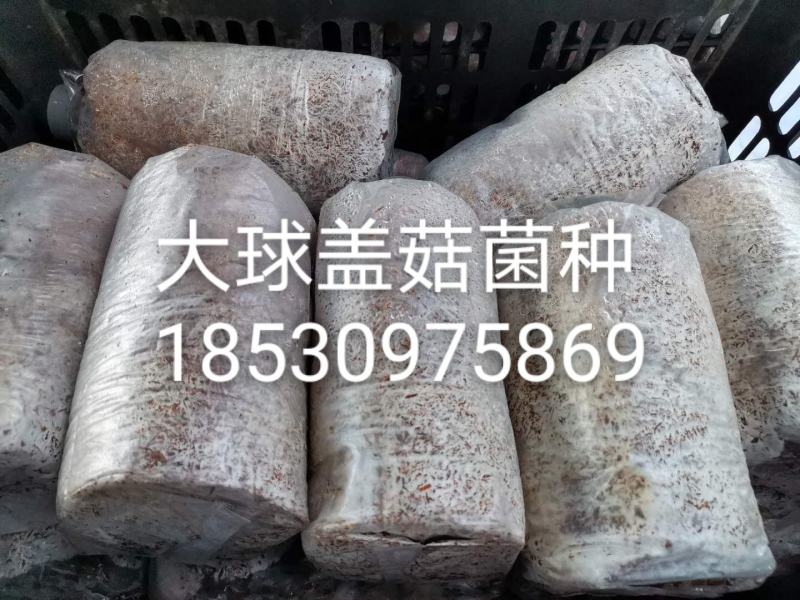菌种大球盖菇我们专业