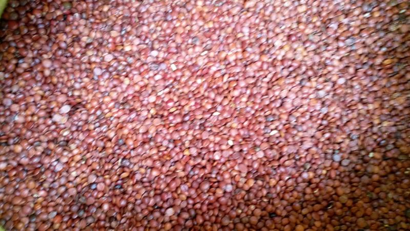 【精品酸枣仁】河北元氏县国产太行山野生酸枣仁