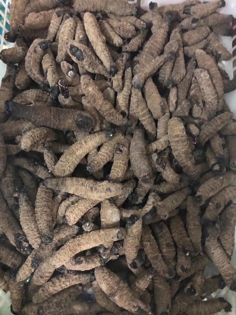 澳洲赤虫（淡干货，发量8倍以上，无烂，水发供应）