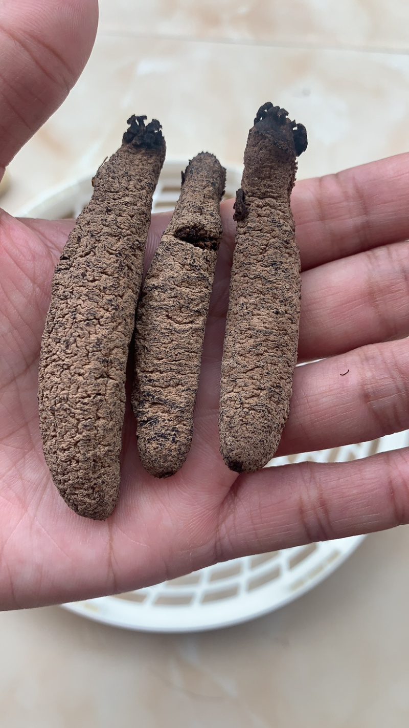 澳洲赤虫（淡干货，发量8倍以上，无烂，水发供应）