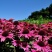 松果菊花种子四季种开花易活松果菊籽多年生花种籽子宿根庭院