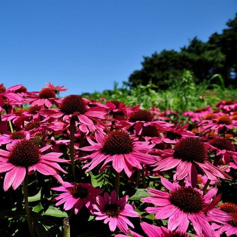 松果菊花种子四季种开花易活松果菊籽多年生花种籽子宿根庭院