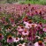 松果菊花种子四季种开花易活松果菊籽多年生花种籽子宿根庭院