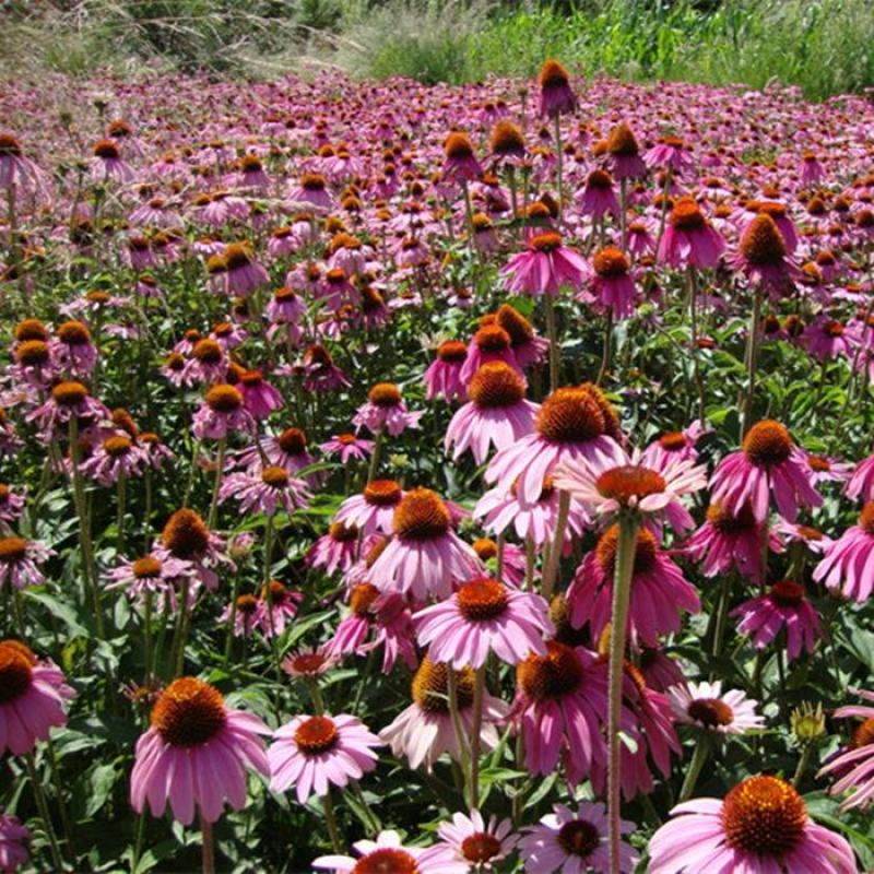 松果菊花种子四季种开花易活松果菊籽多年生花种籽子宿根庭院