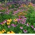 松果菊花种子四季种开花易活松果菊籽多年生花种籽子宿根庭院