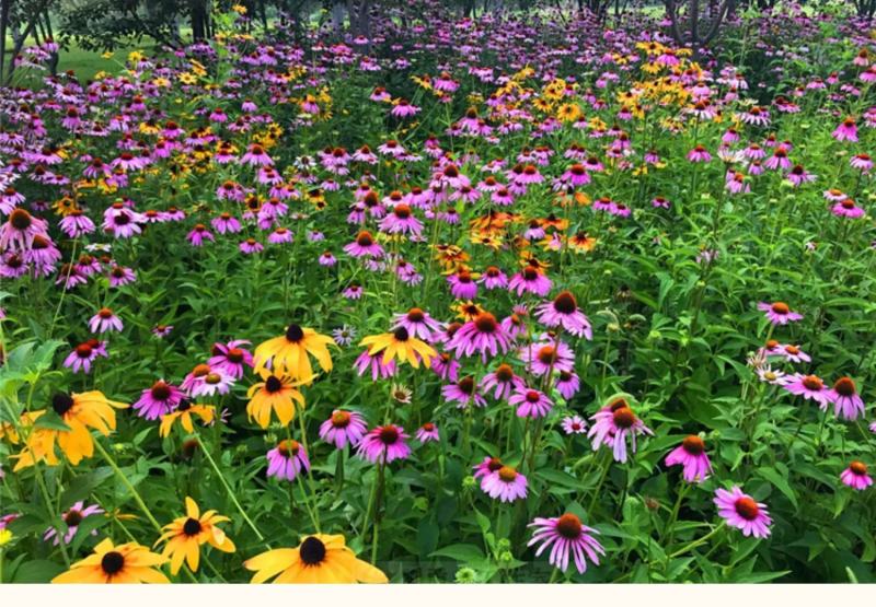 松果菊花种子四季种开花易活松果菊籽多年生花种籽子宿根庭院