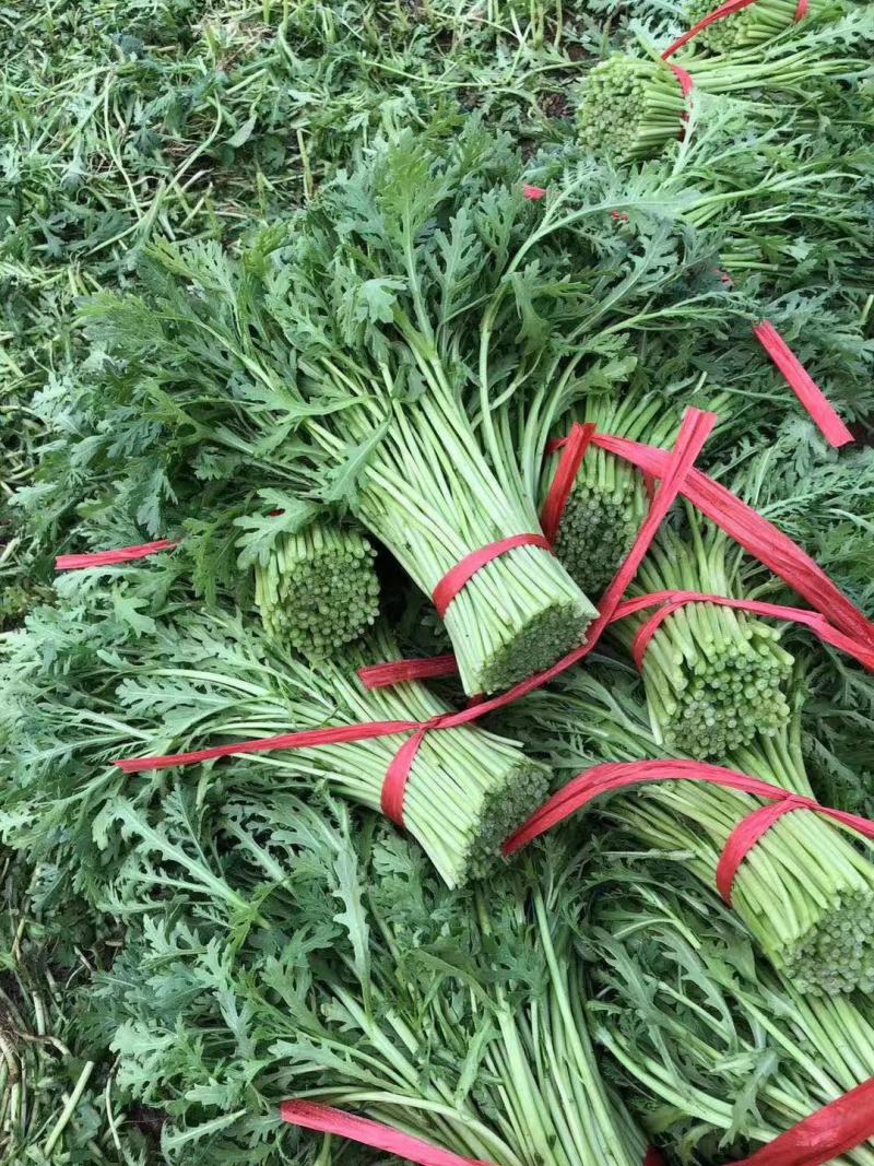 潍坊茼蒿种植基地，现割，保证新鲜，地头装车