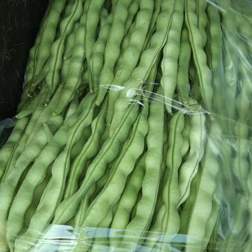 好棒豆在云南红河州弥勒