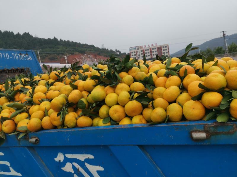 湖南常德柑桔(蜜桔)口感甜黄度高果形漂亮