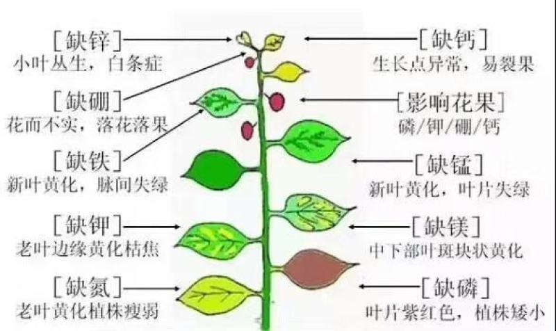 《颗粒硅》叶面肥，硅肥，水溶肥，生根剂，增产，增收效果好