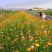 硫化菊种子黄波斯菊花种子籽硫华菊种子四季易种易活庭院花海