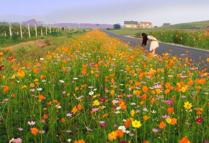 硫化菊种子黄波斯菊花种子籽硫华菊种子四季易种易活庭院花海
