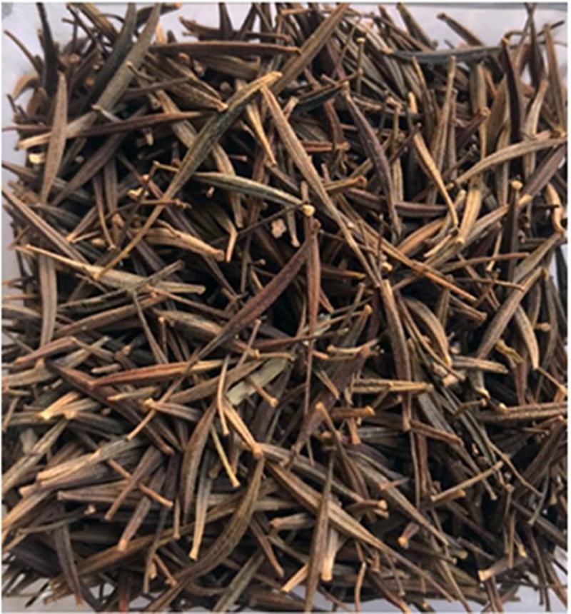 硫化菊种子黄波斯菊花种子籽硫华菊种子四季易种易活庭院花海