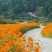 硫化菊种子黄波斯菊花种子籽硫华菊种子四季易种易活庭院花海