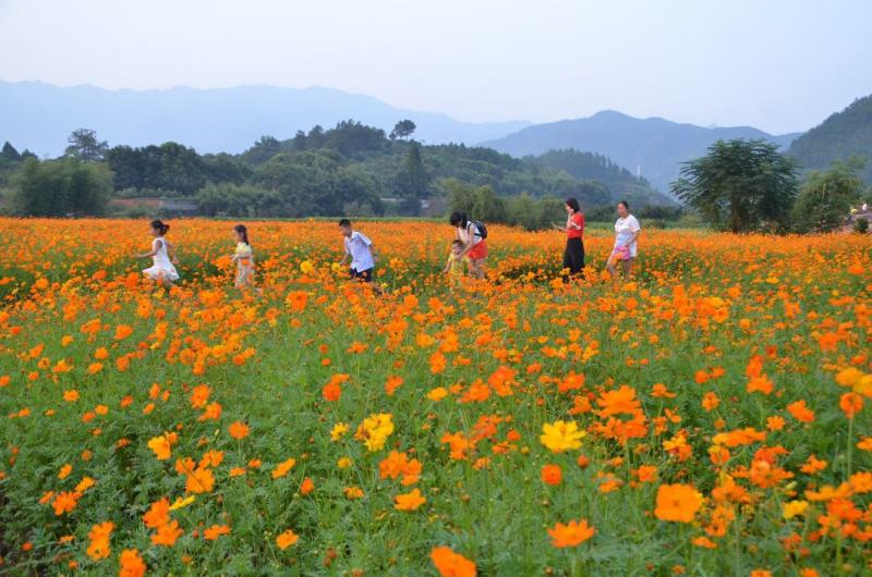 硫化菊种子黄波斯菊花种子籽硫华菊种子四季易种易活庭院花海