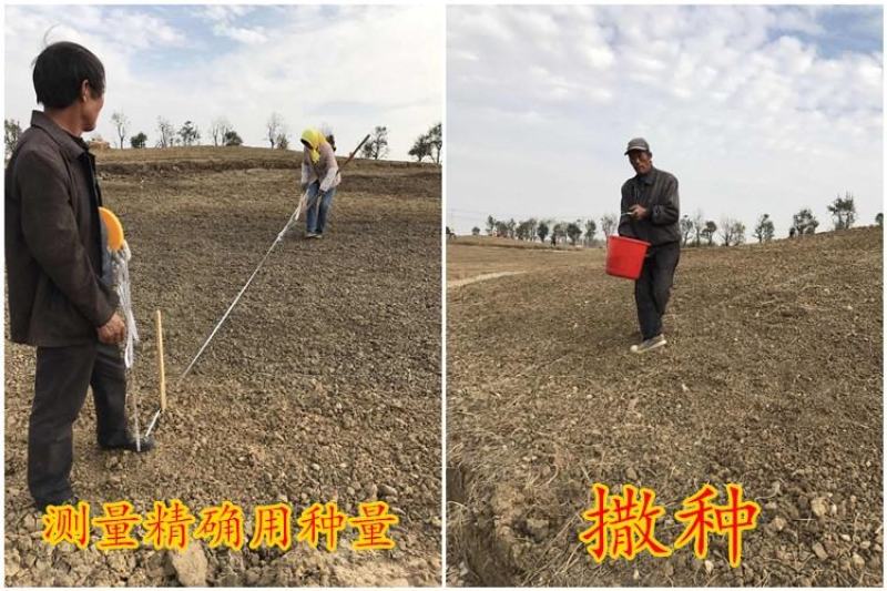 硫化菊种子黄波斯菊花种子籽硫华菊种子四季易种易活庭院花海