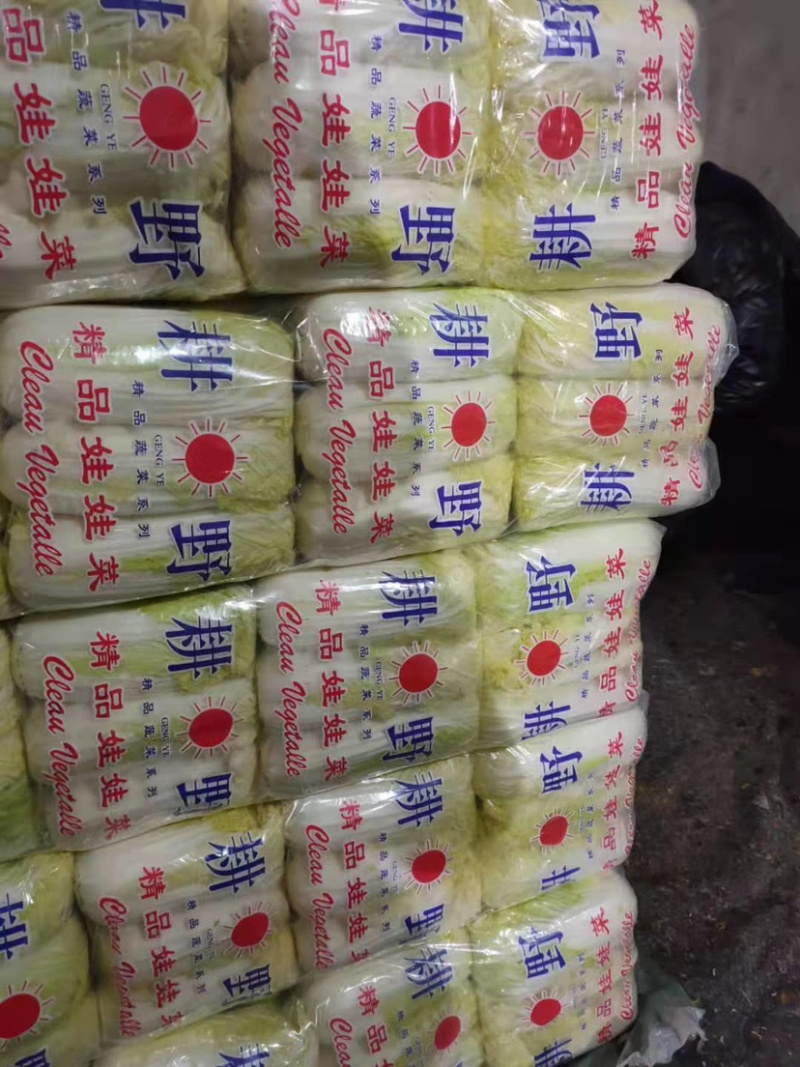 常年供应精品娃娃菜大小菜均有。优质毛菜大量现货