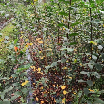 出售紫薇条子，精品紫薇条子。