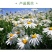 大滨菊花种子春秋播耐寒多年生景观绿化工程家庭园艺林易播
