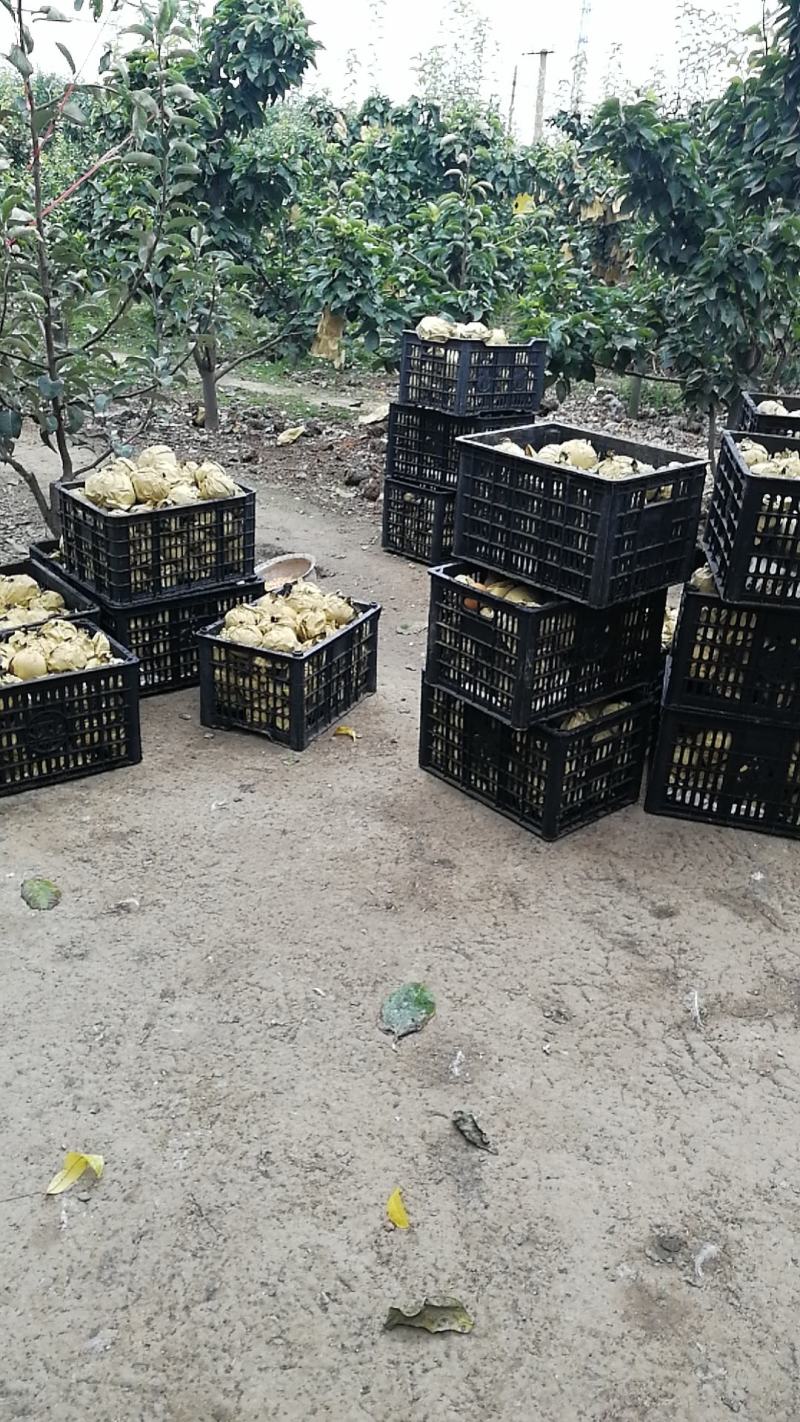 包上车晚秋黄梨种植户2024年鲜果果在树上来车摘果