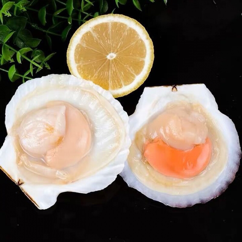川渝包邮鲜活扇贝超大特大夏威夷贝蒜蓉粉丝贝类烧烤小海鲜