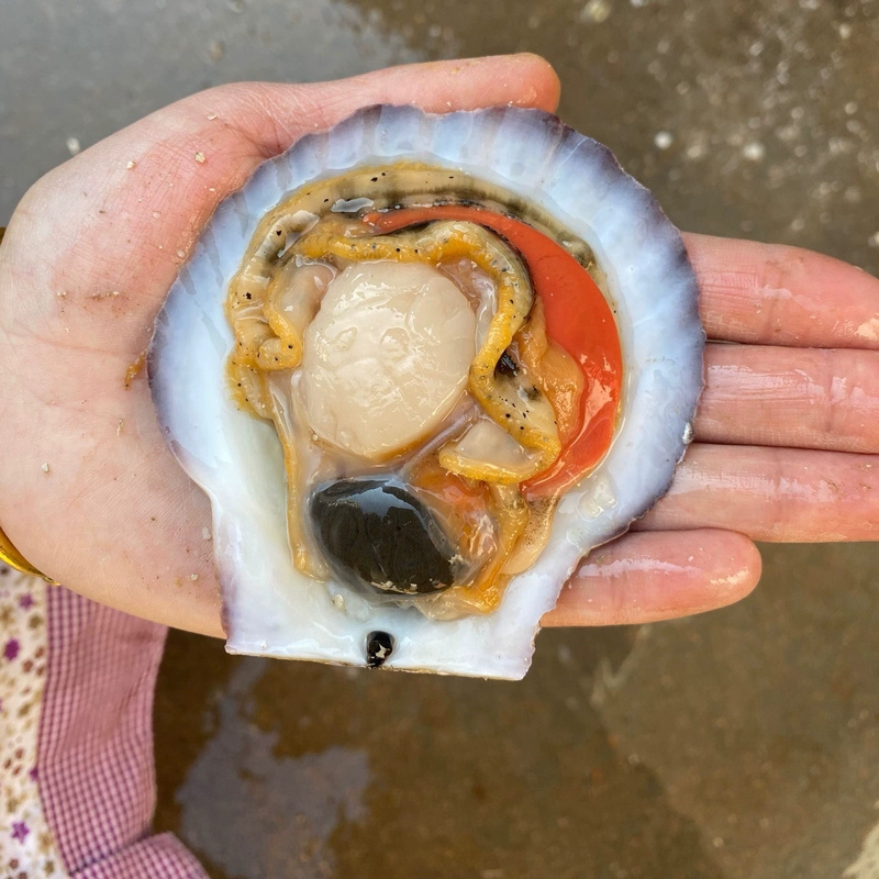 川渝包邮鲜活扇贝超大特大夏威夷贝蒜蓉粉丝贝类烧烤小海鲜