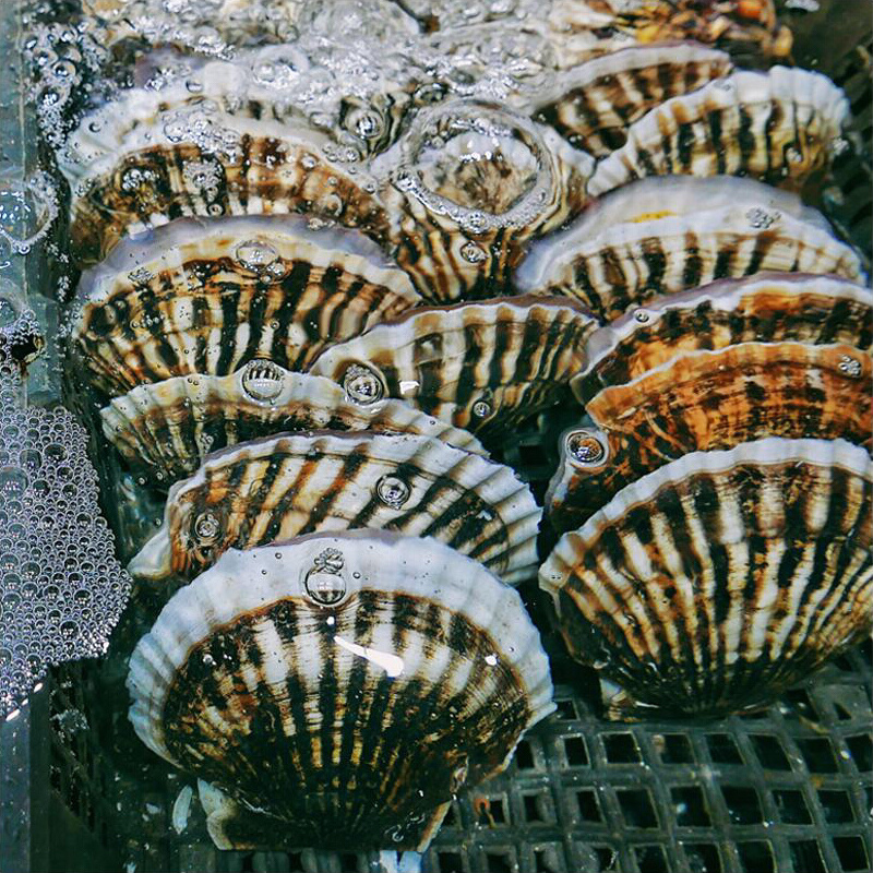 川渝包邮鲜活扇贝超大特大夏威夷贝蒜蓉粉丝贝类烧烤小海鲜