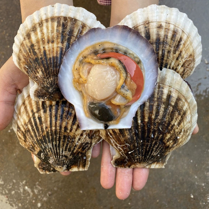 川渝包邮鲜活扇贝超大特大夏威夷贝蒜蓉粉丝贝类烧烤小海鲜