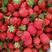 优质脱毒红颜巧克力黔莓草莓苗保质保量欢迎实地考察视频看货