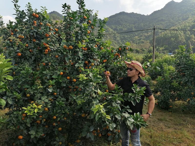 3000亩金秋砂糖橘，产地一手货源，提供工人包装上车等