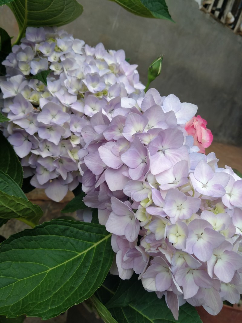 绣球花苗，花苞大，成活高，你要的品种我都有