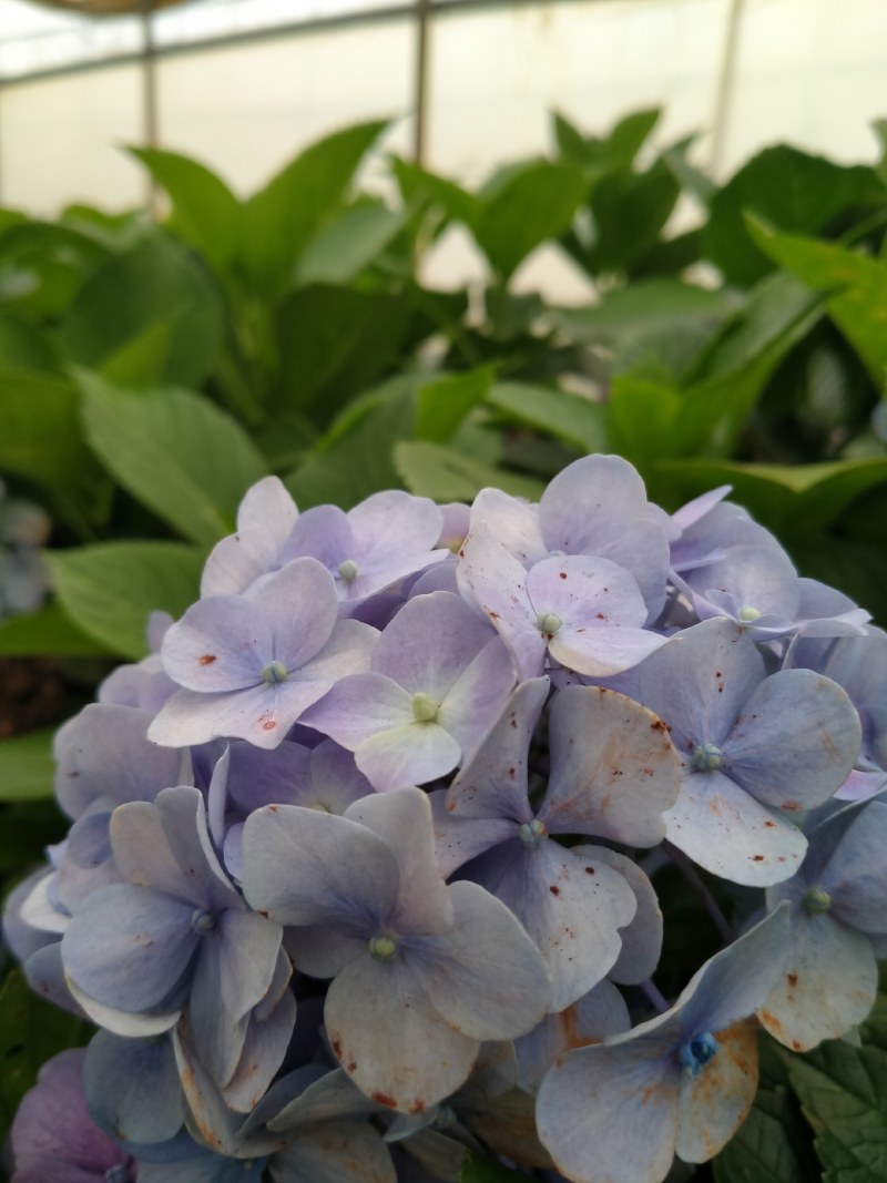 绣球花苗，花苞大，成活高，你要的品种我都有