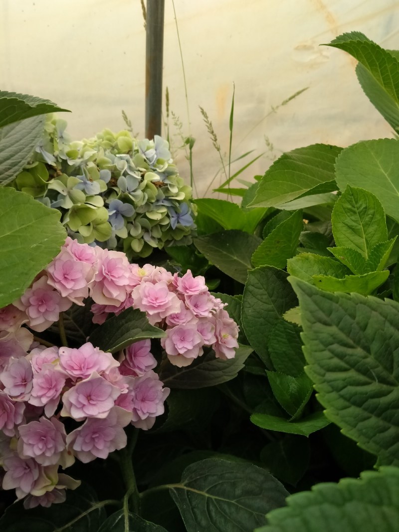绣球花苗，花苞大，成活高，你要的品种我都有